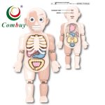 Anatomy of the Human Body Double-Sided Large Size