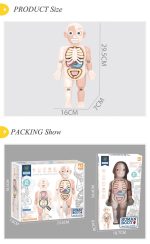 Anatomy of the Human Body Double-Sided Large Size - Image 2
