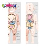 Anatomy of the Human Body Double-Sided Large Size - Image 3