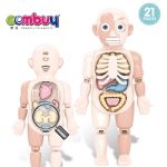 Anatomy of the Human Body Double-Sided Large Size - Image 4