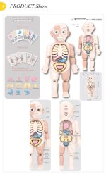 Anatomy of the Human Body Double-Sided Large Size - Image 7